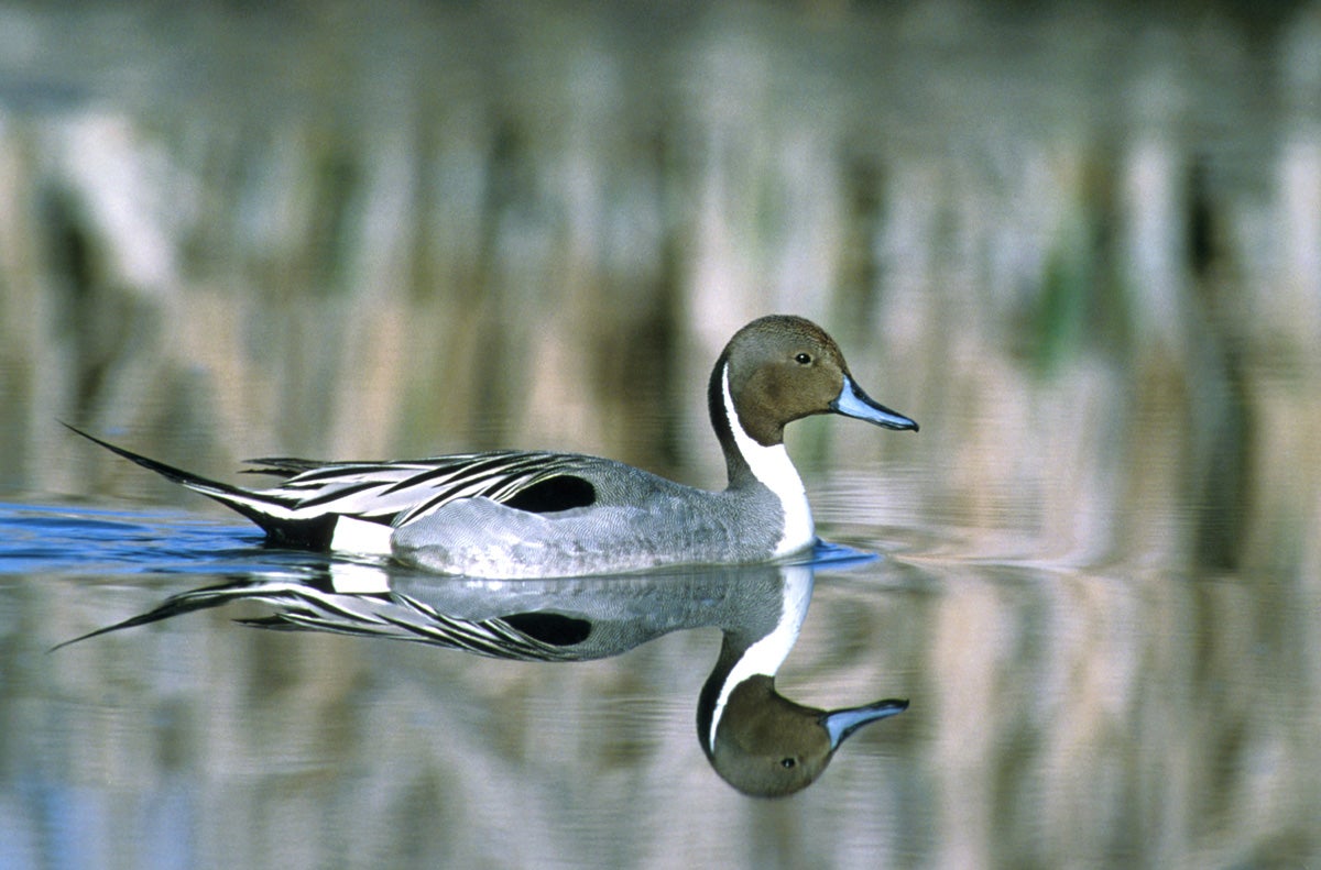 Northern Pintail | Outdoor Alabama